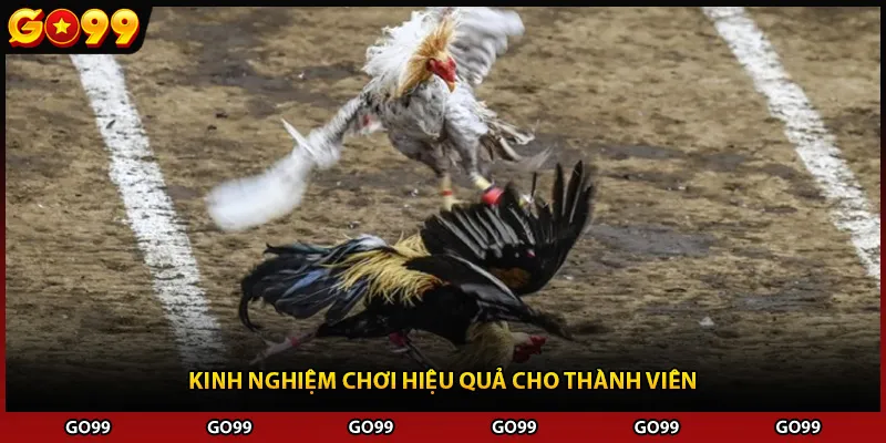 Kinh nghiệm chơi hiệu quả cho thành viên